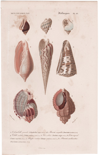 various mollusks, seashells, shells, etc.